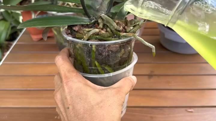 Поливайте орхидеи огуречной водой, и они будут цвести, не переставая