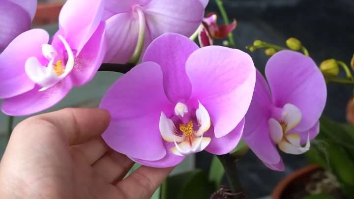 Волшебная вода для орхидеи