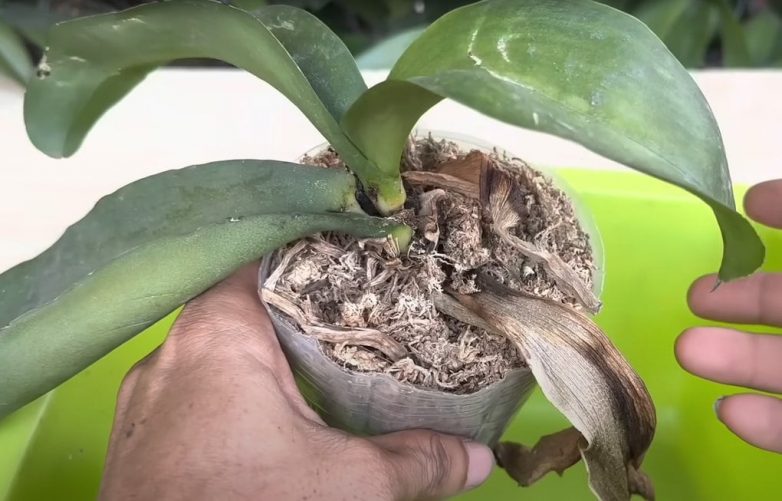 Копеечное средство, которое помогло вернуть к жизни орхидею с гнилым стеблем и без корней