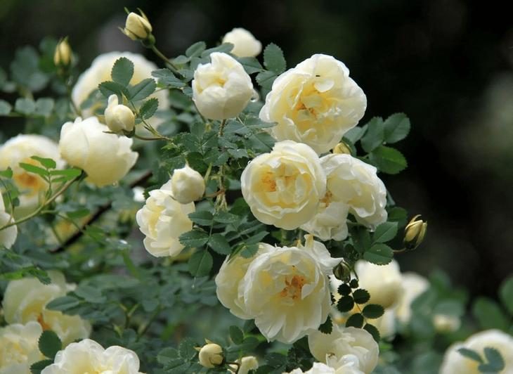 Самые красивые сорта роз мира
