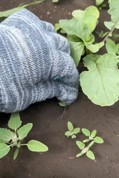 Как уберечь руки от загрязнения, работая на огороде