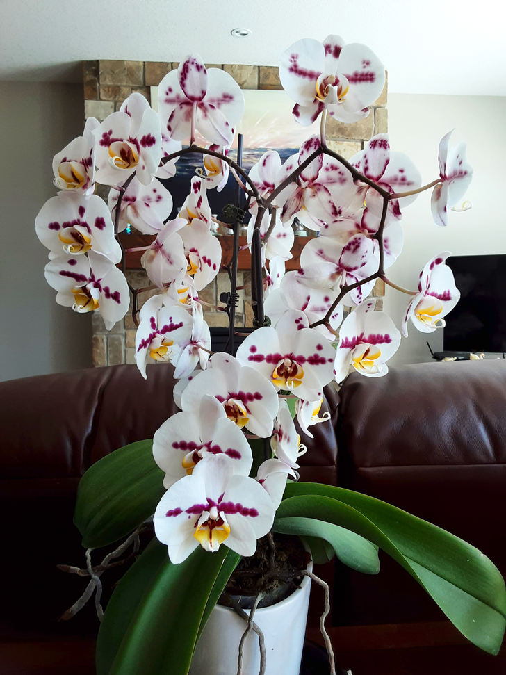 Люди, которым своенравные орхидеи заменили домашних питомцев