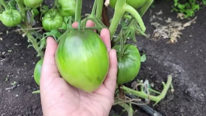 Как повысить урожайность томатов, перцев и огурцов