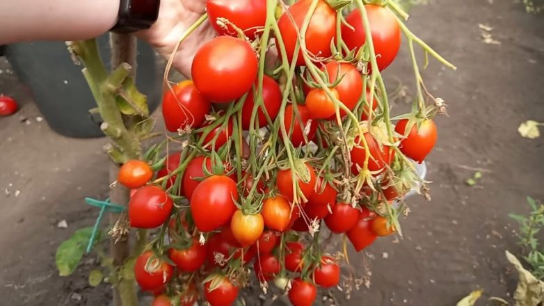 4 шага к отменному урожаю томатов
