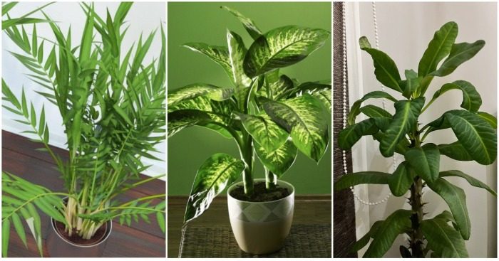 Комнатные растения, которые могут нести опасность для взрослых, детей и питомцев
