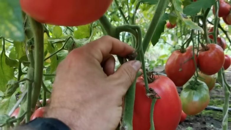На что следует обратить внимание при выборе томатов на семена