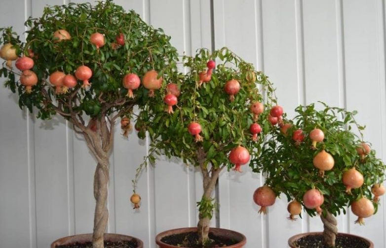 Карликовые фруктовые деревья, которые можно выращивать в помещении