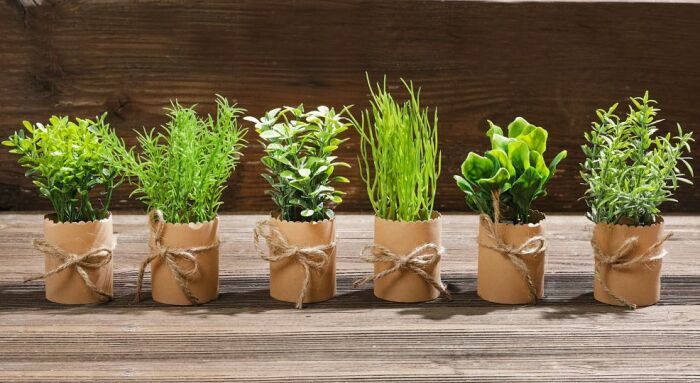 Полезные советы по выращиванию и уходу за травами и зеленью