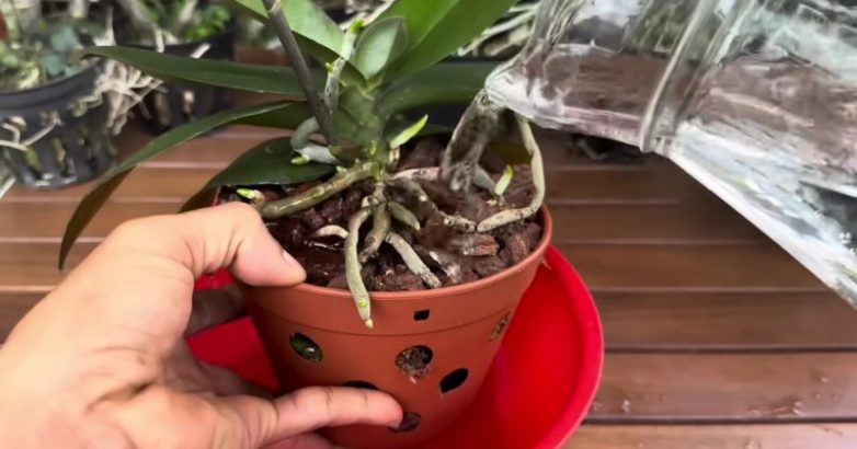 Копеечное средство для выращивания орхидеи