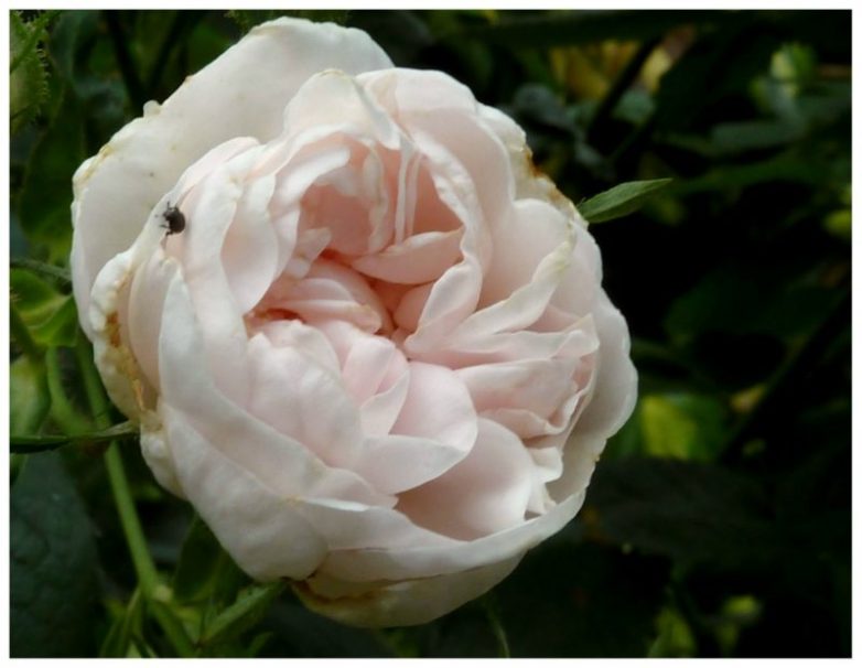Самые красивые сорта белых роз
