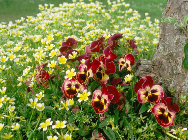 5 долгоцветущих растений для сада