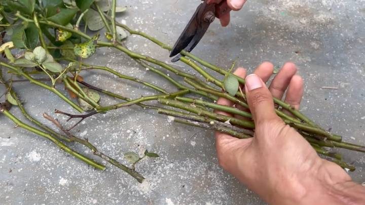 Как помочь черенкам роз выпустить каллюс и много корешков