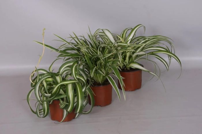 Комнатные растения, которые лучше любого увлажнителя и очистителя воздуха