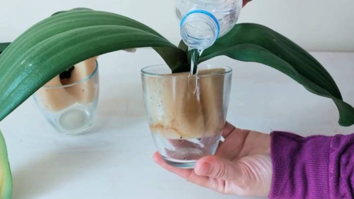 Как оживить орхидею при помощи губки