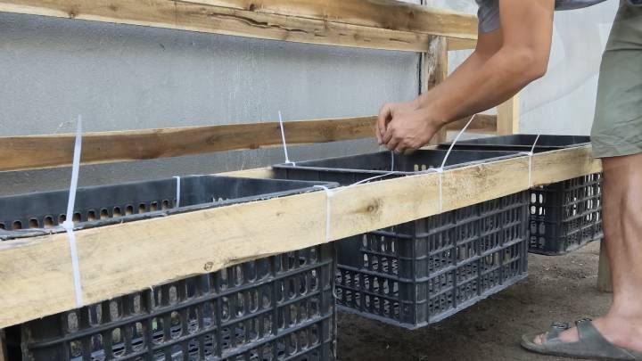 Выращивание кабачков в ящиках