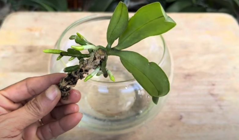 Секретный способ восстановления орхидеи