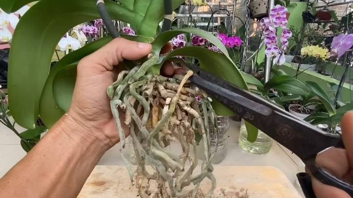 Как быстро восстановить увядшую орхидею