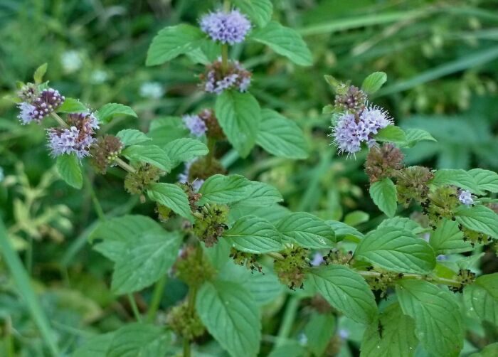 Съедобные сорняки, из которых можно приготовить множество разнообразных блюд