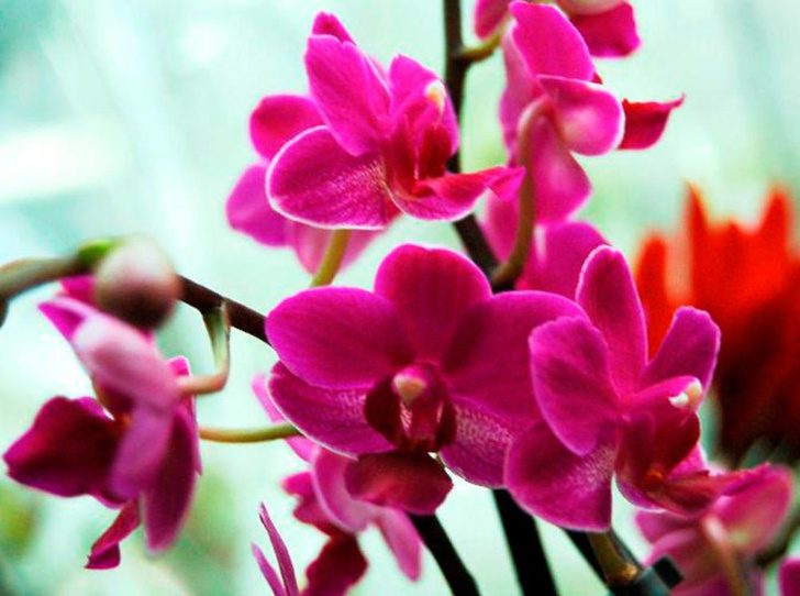 Самые красивые и неприхотливые орхидеи