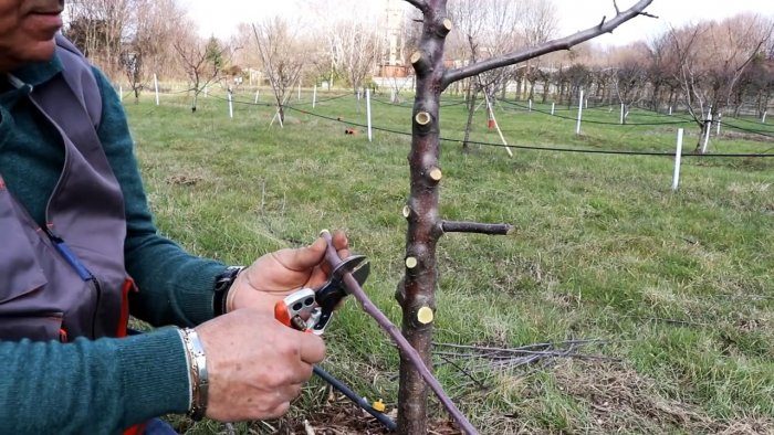 Как привить дерево с помощью шуруповёрта