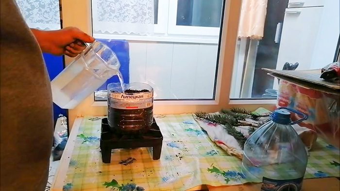 Как укоренить черенок голубой ели