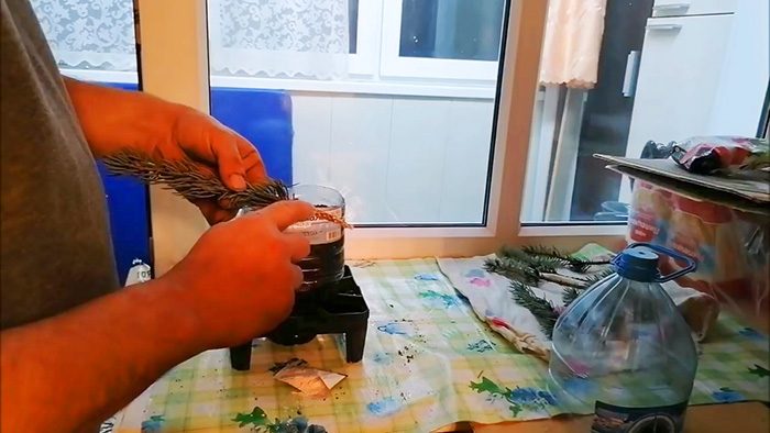 Как укоренить черенок голубой ели