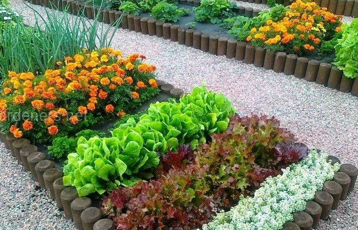 Растения, которые помогут защитить урожай от вредителей