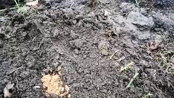 Ленивый способ черенкования роз большими партиями осенью