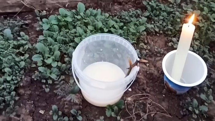 Ленивый способ черенкования роз большими партиями осенью