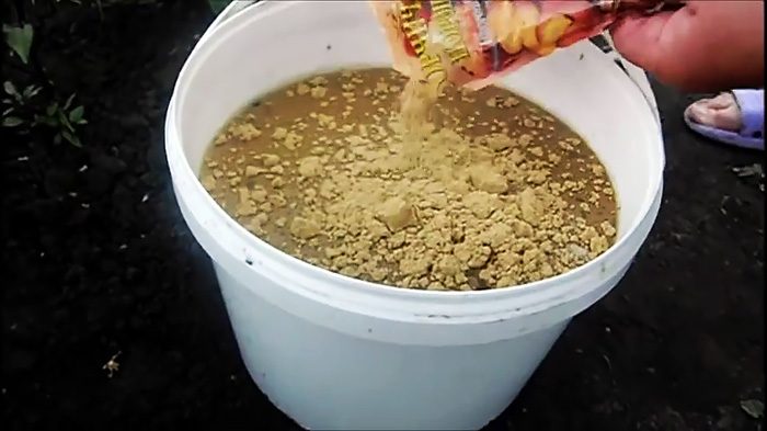 Как бороться с колорадским жуком органическими средствами