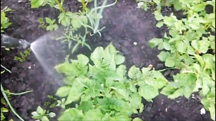 Как бороться с колорадским жуком органическими средствами