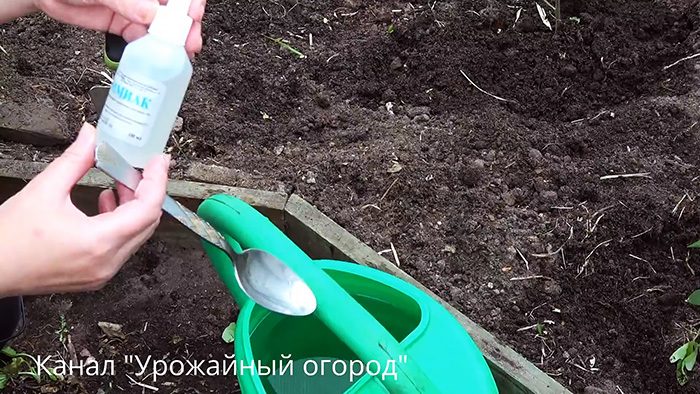 Как избавиться от муравьёв и медведки на участке