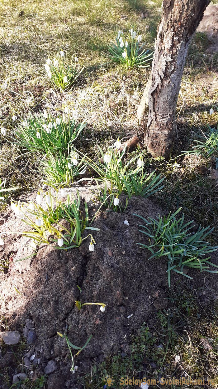 Что делать с кротами на огороде
