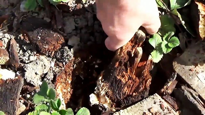 Как без физических усилий избавиться от пенька