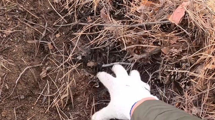 Как использовать хвойный опад на участке