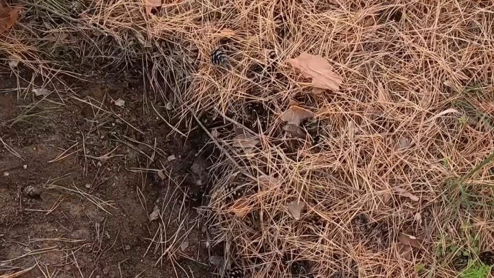 Как использовать хвойный опад на участке