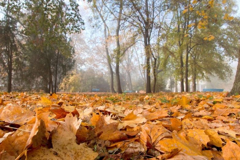 Дела, которые нужно успеть сделать на даче до декабря