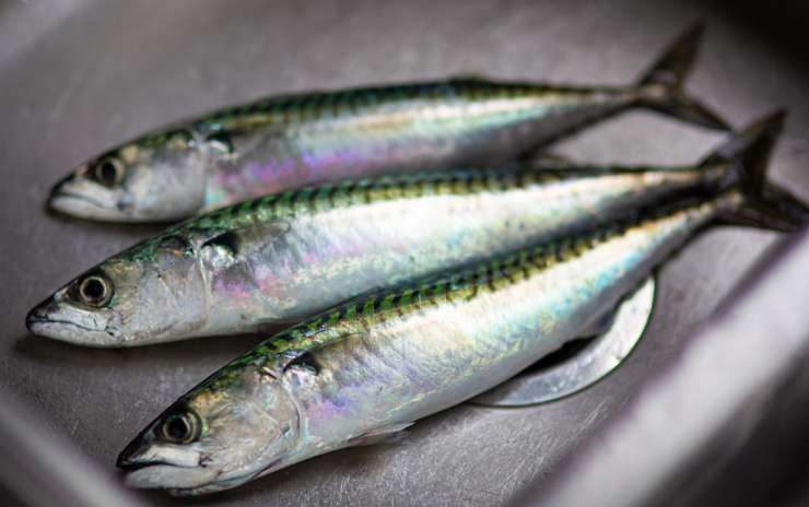 Как правильно выбрать рыбу в магазине