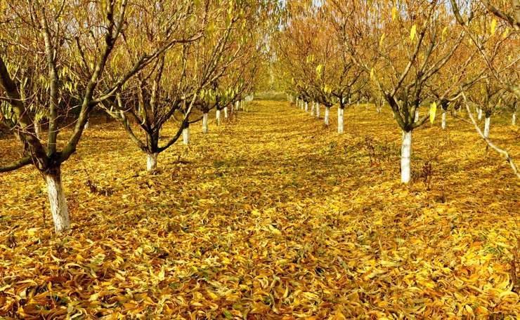 Дела, которые нужно успеть сделать на даче до декабря