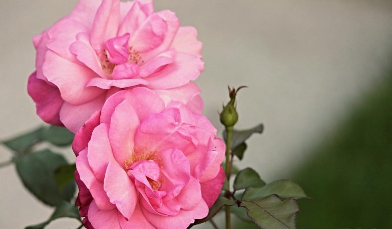 Как правильно украсить свой дом растениями