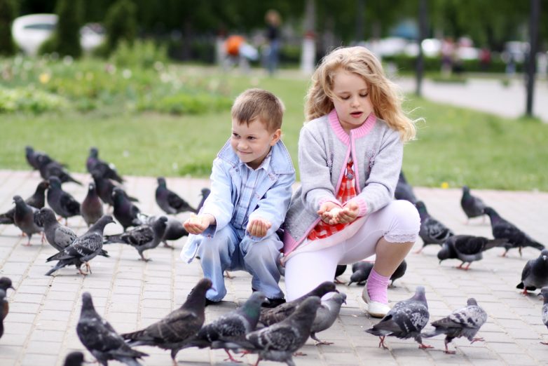 Почему голуби опасны для ребенка