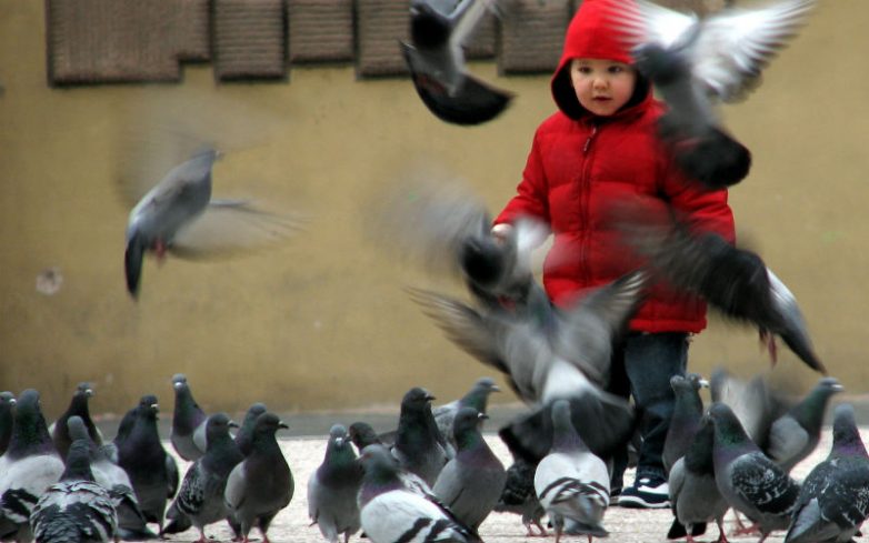 Позволять ли ребенку кормить голубей и уличных животных?