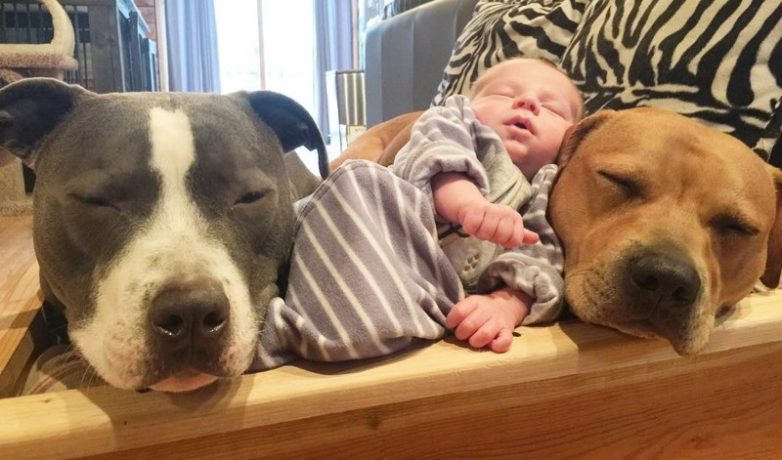 4 собаки и кошка, ухаживают за новорождённым