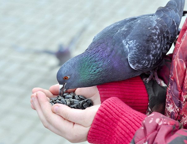 Почему кормить птиц с рук - опасно для детей?!