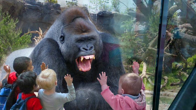 12 забавных моментов с детьми в зоопарке