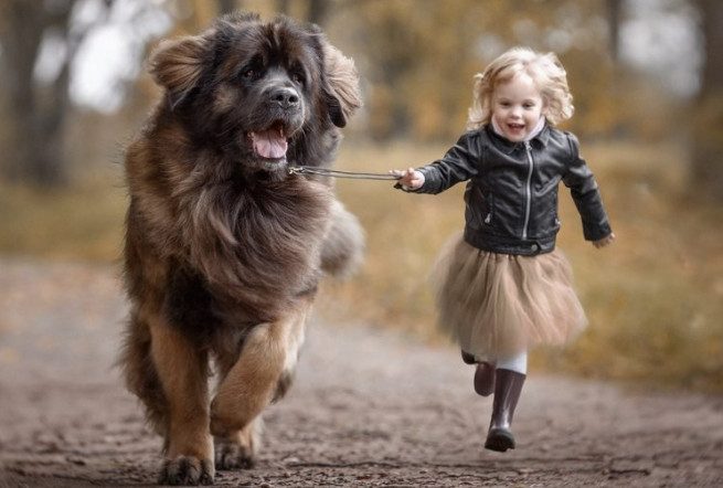 7 интересных фактов о дружбе детей и собак