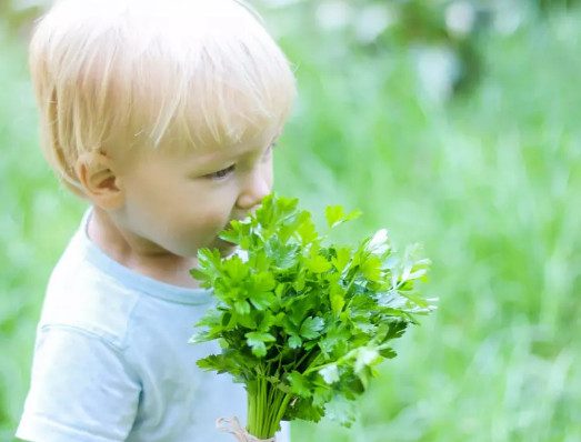 Какую зелень можно давать ребенку?