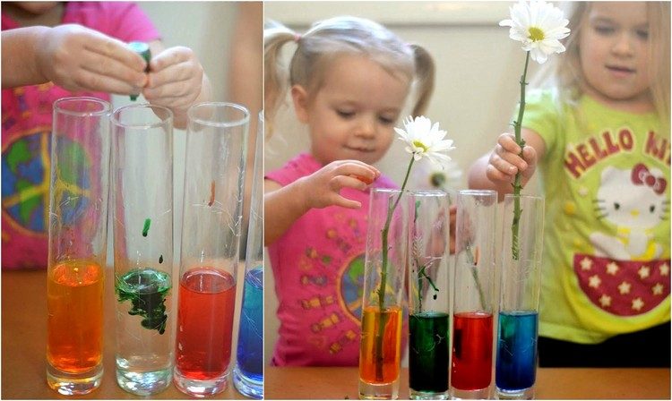 Увлекательный эксперимент для детей: красим живые цветы