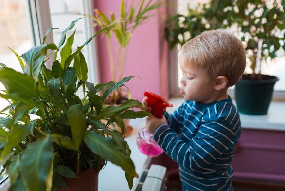Комнатные растения, которые опасны для детей