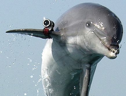 О боевых дельфинах